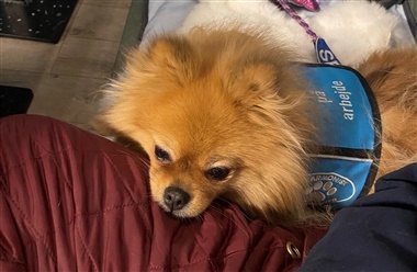 Servicehunden Rosa giver mig frihed