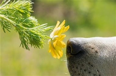 Kan min hund f&aring; allergi?