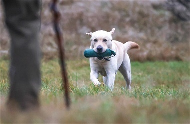 DRK Debutant test i smukke rammer