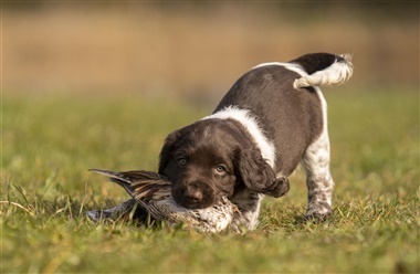 Jagthundehvalpen: Fundamentet for den perfekte makker