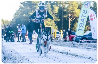 Fart over feltet i Klosterheden: Danmarksmesterskabet i tr&aelig;khundesport indtager skoven