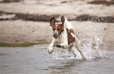 Dyk ned i det: G&oslash;r din hund til en glad vandhund