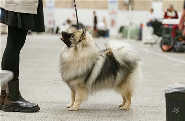 Keeshonden – Den smilende selskabshund