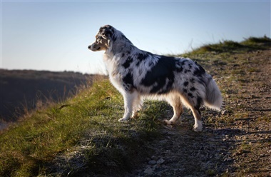 Hundefotografering: Det handler om din placering