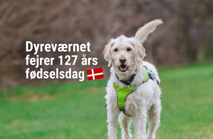 Dyrev&aelig;rnet fejrer 127 &aring;rs f&oslash;dselsdag!