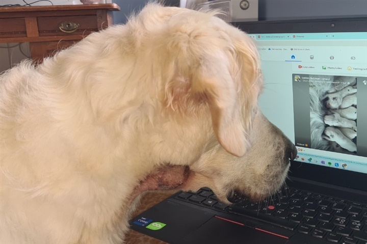 S&aring;dan undg&aring;r du hot spots hos din hund