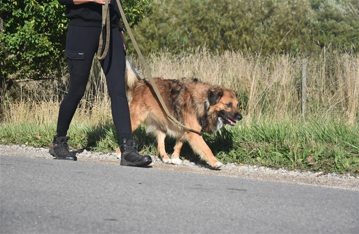 N&aring;r linen strammer – s&aring;dan l&aelig;rer du din hund at g&aring; p&aelig;nt
