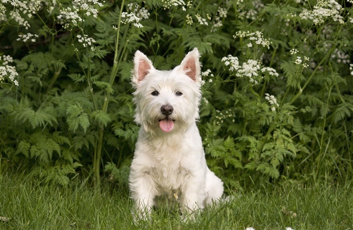 Fra HUNDEN: Raceportr&aelig;t af den selvsikre west highland white terrier