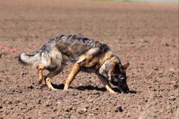 Danmarks bedste sporhunde indtager Sk&oslash;rping 