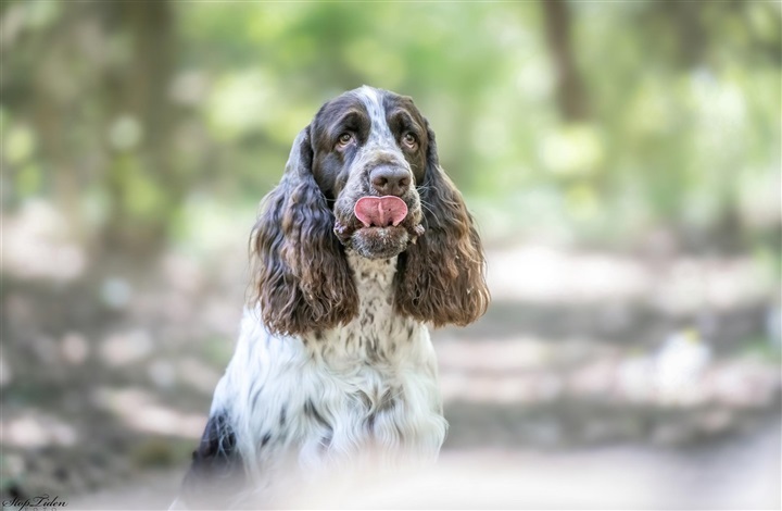 Kan vi l&aelig;se hunden?