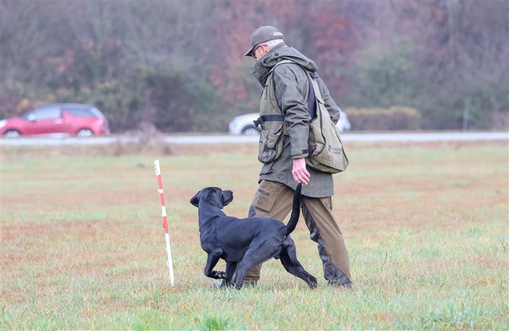 Weekendens hundeaktiviteter