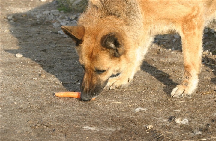 Hvis din hund havde job