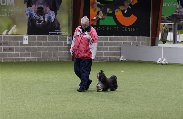 Havaneser debuterede i lydighedsklasse 3