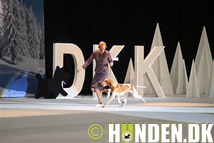 Fortryllende hunde til Winter Wonder Show i Herning