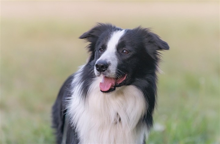 Giftig larve truer hunde i Odense