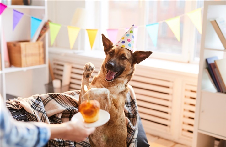 Del s&aelig;rlige &oslash;jeblikke med hele hundedanmark