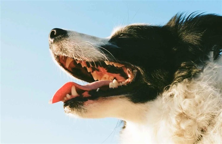 Derfor skal din hund til tandl&aelig;gen