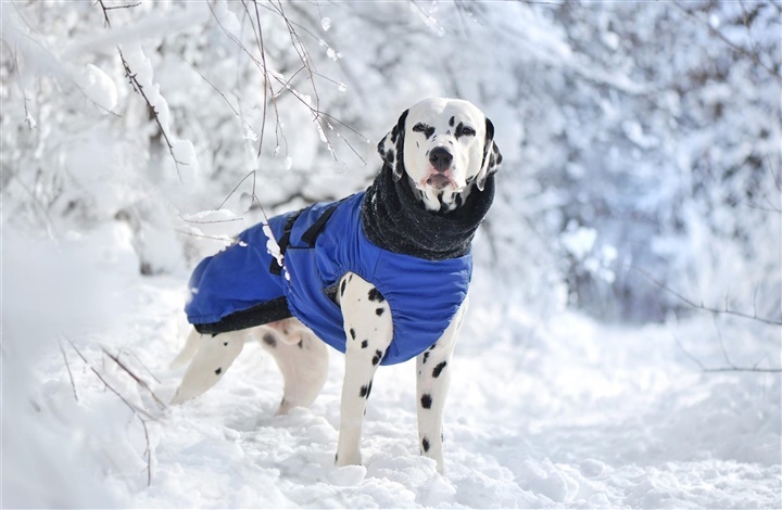 Hunde if&oslash;rt vintert&oslash;j: Pynt eller praktisk?