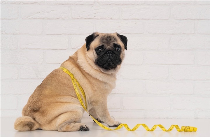 S&aring;dan hj&aelig;lper du din overv&aelig;gtige hund