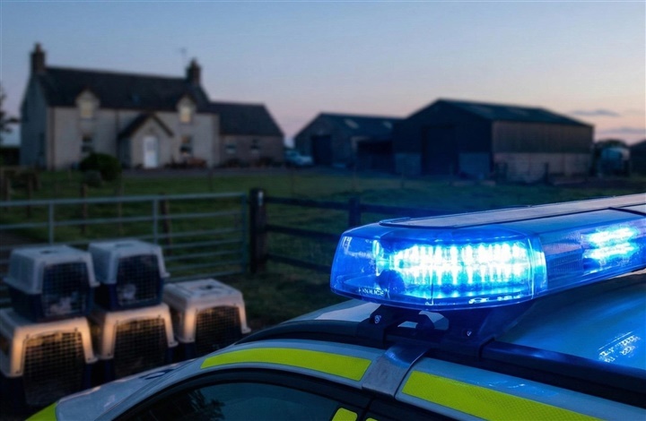 Opdatering p&aring; hundene fra ransagningen i Ribe