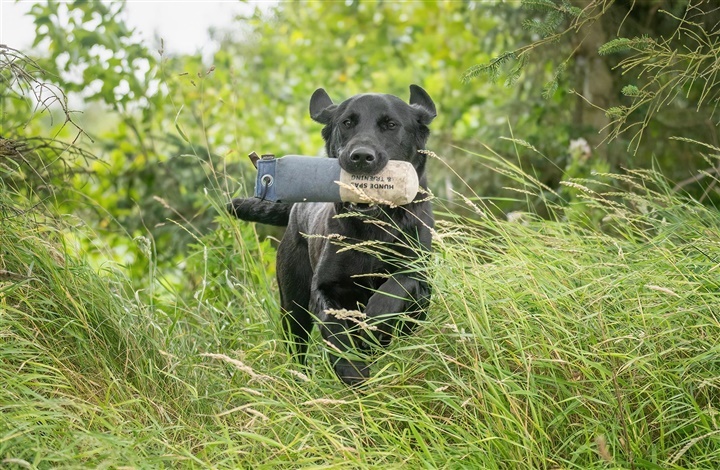 Weekendens hundeaktiviteter