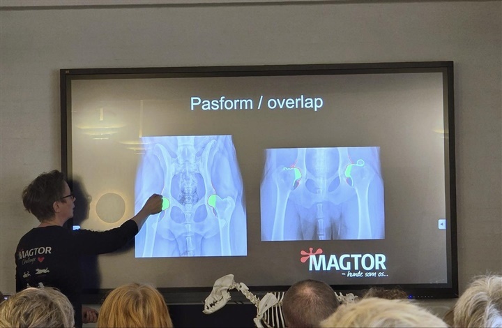 Med hjertet i racen – Tollerklubben s&aelig;tter rammerne for ansvarlig avl