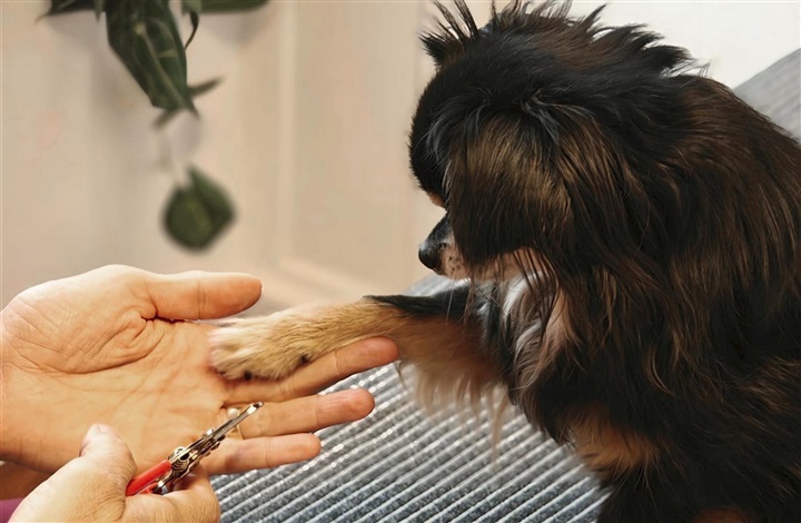 Hj&aelig;lp – min hund vil ikke have klippet negle!