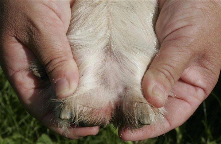 Hudforandringer hos hund: Hvad skal du reagere p&aring;?