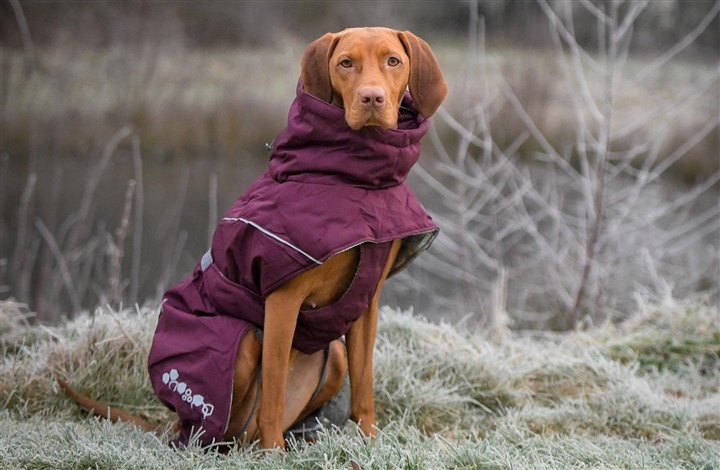 Tegn p&aring; at hunden fryser