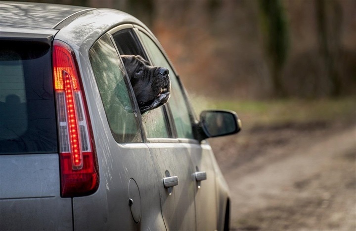 Ingen hunde i bilen