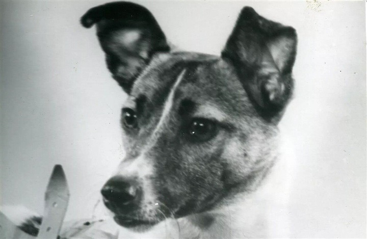 Laika banede vejen for Artemis II