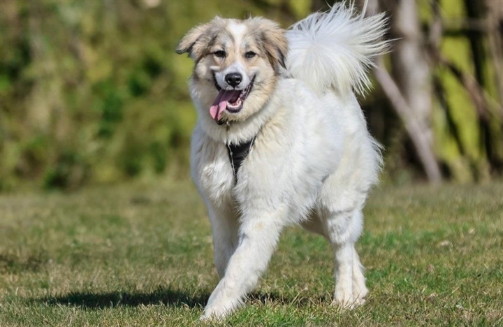 Gratis indlevering af hunde hos Dyrev&aelig;rnet