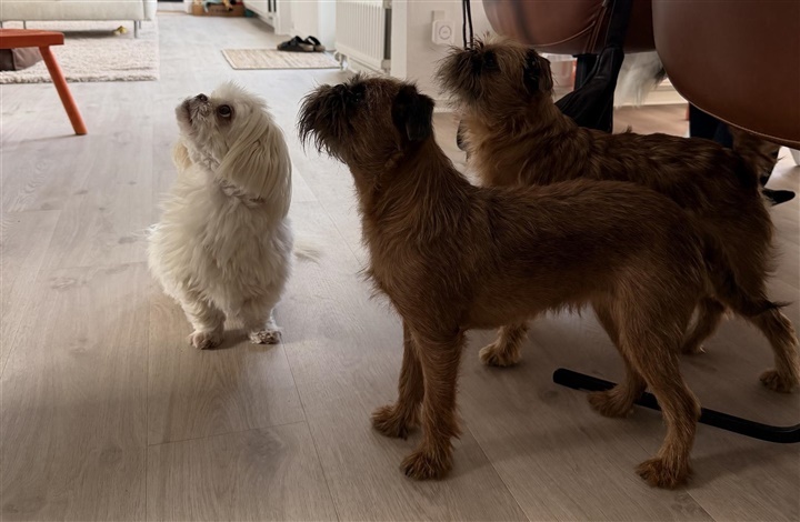 Brohavens Hunde Loge: Her trives naboskabet