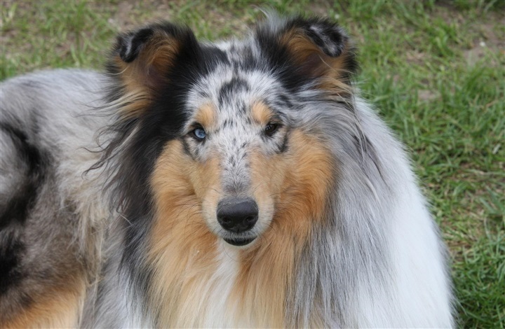 5 ting din hund l&aelig;gger m&aelig;rke til