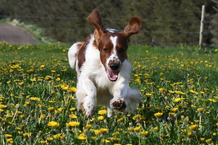 Fra k&aelig;mpe hundehold i Israel til dansk racevinder