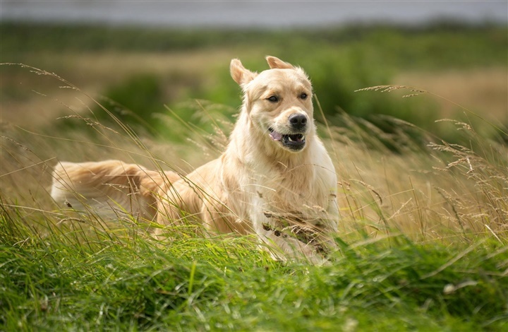 Vejledning og viden til hverdagen: Dansk Kennel Klub underst&oslash;tter alle hundeejere