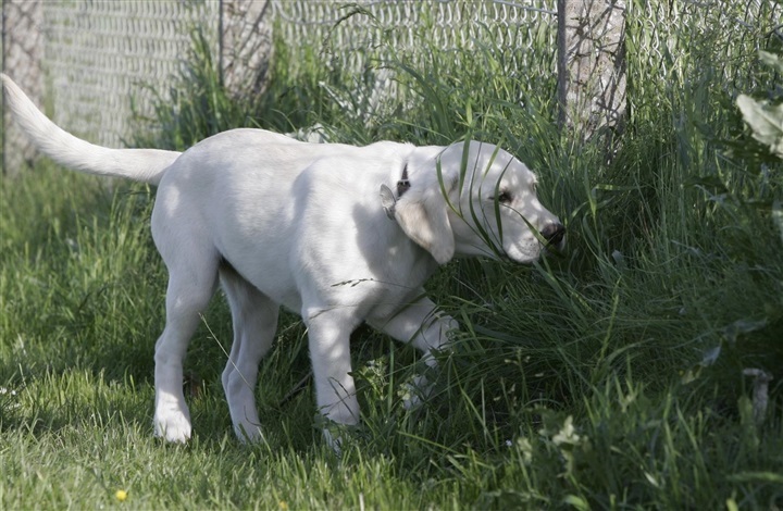 Fugleinfluenza og hunde