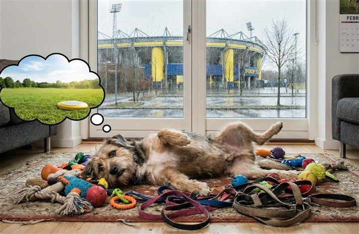 Mens vi venter p&aring; for&aring;ret: 5 (lidt sk&oslash;re) ting du kan lave med din hund