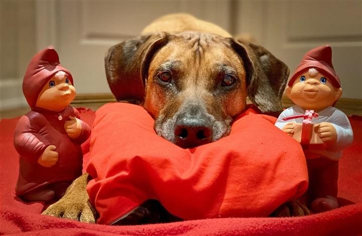 24 kalendergaver til din hund