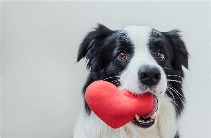 De sm&aring; tegn p&aring; k&aelig;rlighed uden ord