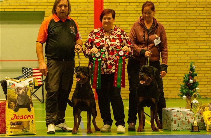 Rottweilers juleudstilling i Aunslevhallen – en festlig afslutning p&aring; udstillings&aring;ret 2025
