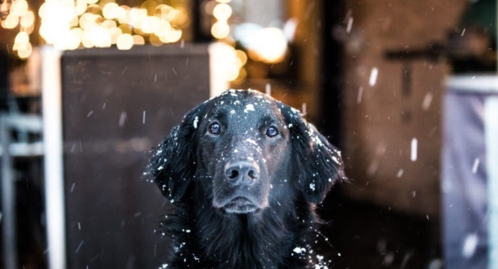 K&oslash;lerv&aelig;ske kan v&aelig;re d&oslash;delig for hunde