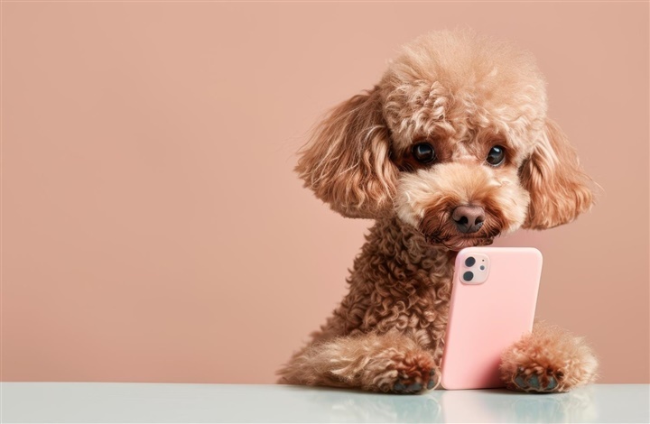 Nye serie: Hundefotografering for alle