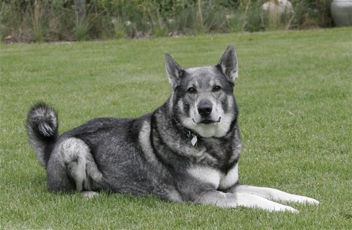 Hunden har altid v&aelig;ret mere end en hund