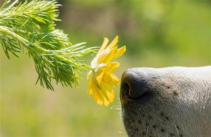 Kan min hund f&aring; allergi?