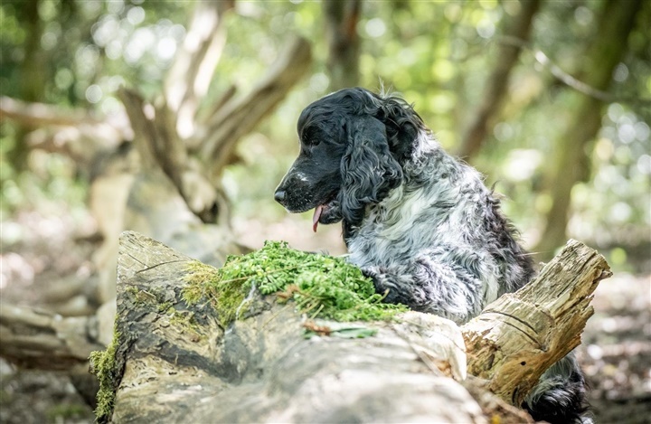 Weekendens hundeaktiviteter