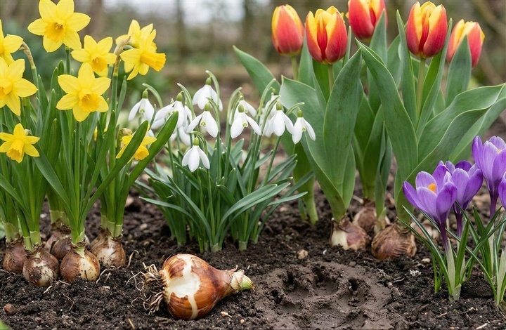 Pas p&aring; haven: Her er de giftige for&aring;rsbebudere