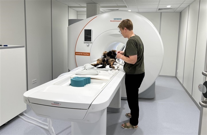 Mulighed for MRI-scanning af Cavalier King Charles Spaniel i Jylland
