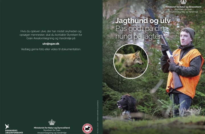 Ny folder: S&aring;dan beskytter du din jagthund mod ulv