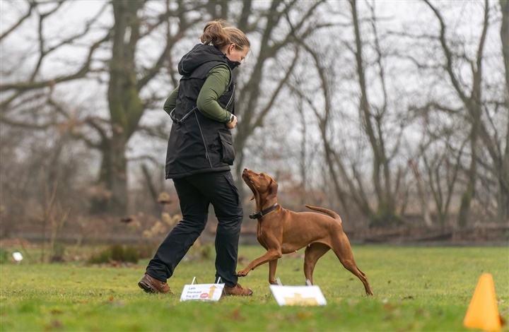 Hundeaktiviteter mellem jul og nyt&aring;r